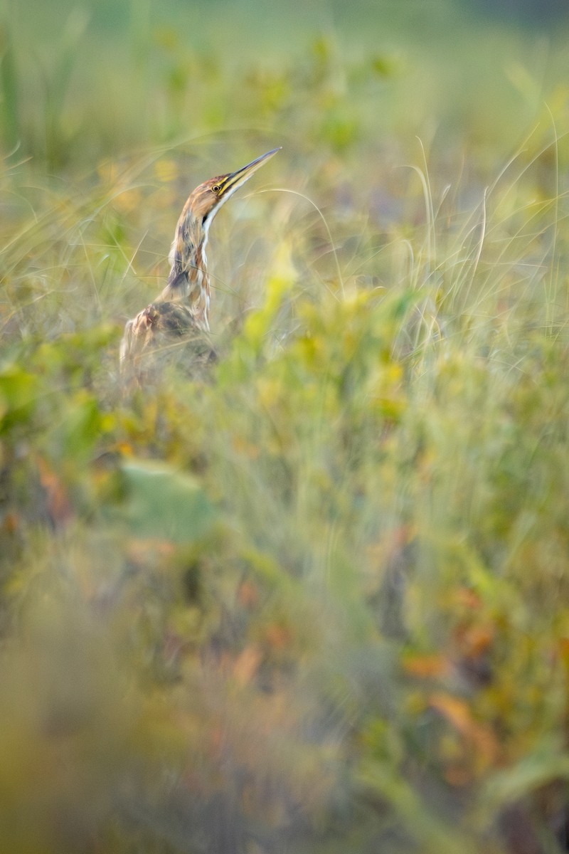 American Bittern - ML622097413