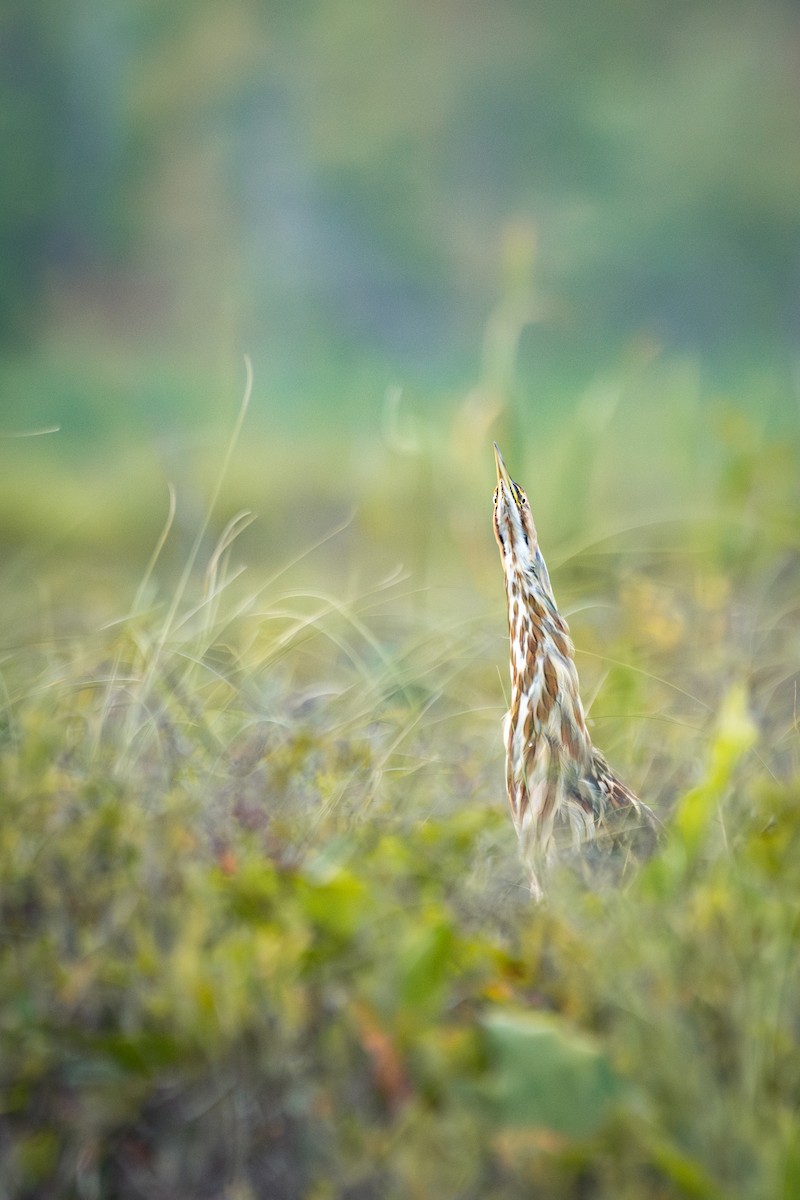 American Bittern - ML622097414