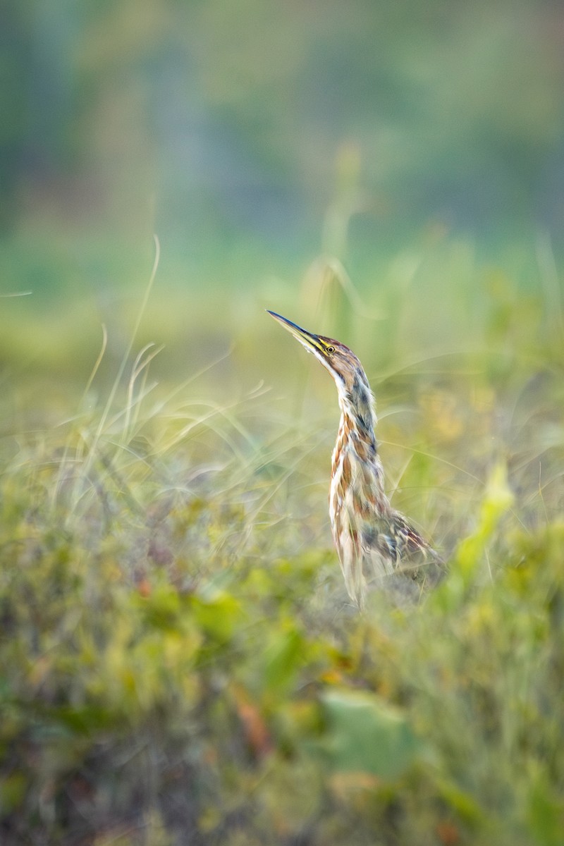 American Bittern - ML622097415