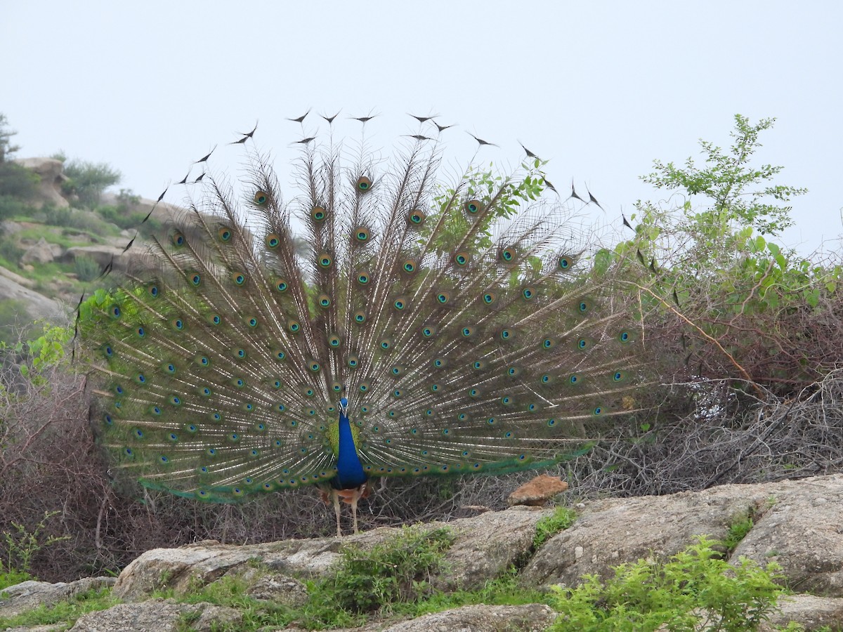 Indian Peafowl - ML622097421