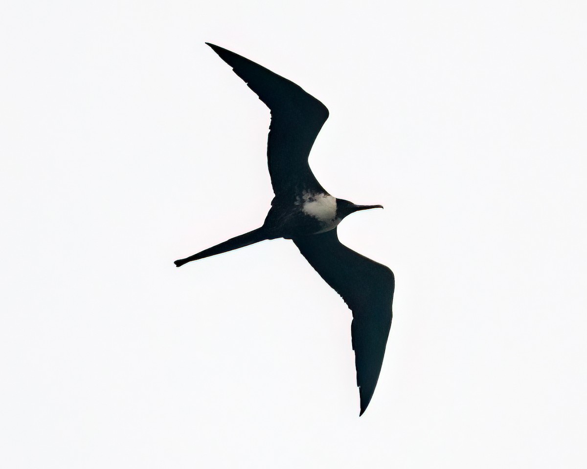 Magnificent Frigatebird - Victor Pássaro