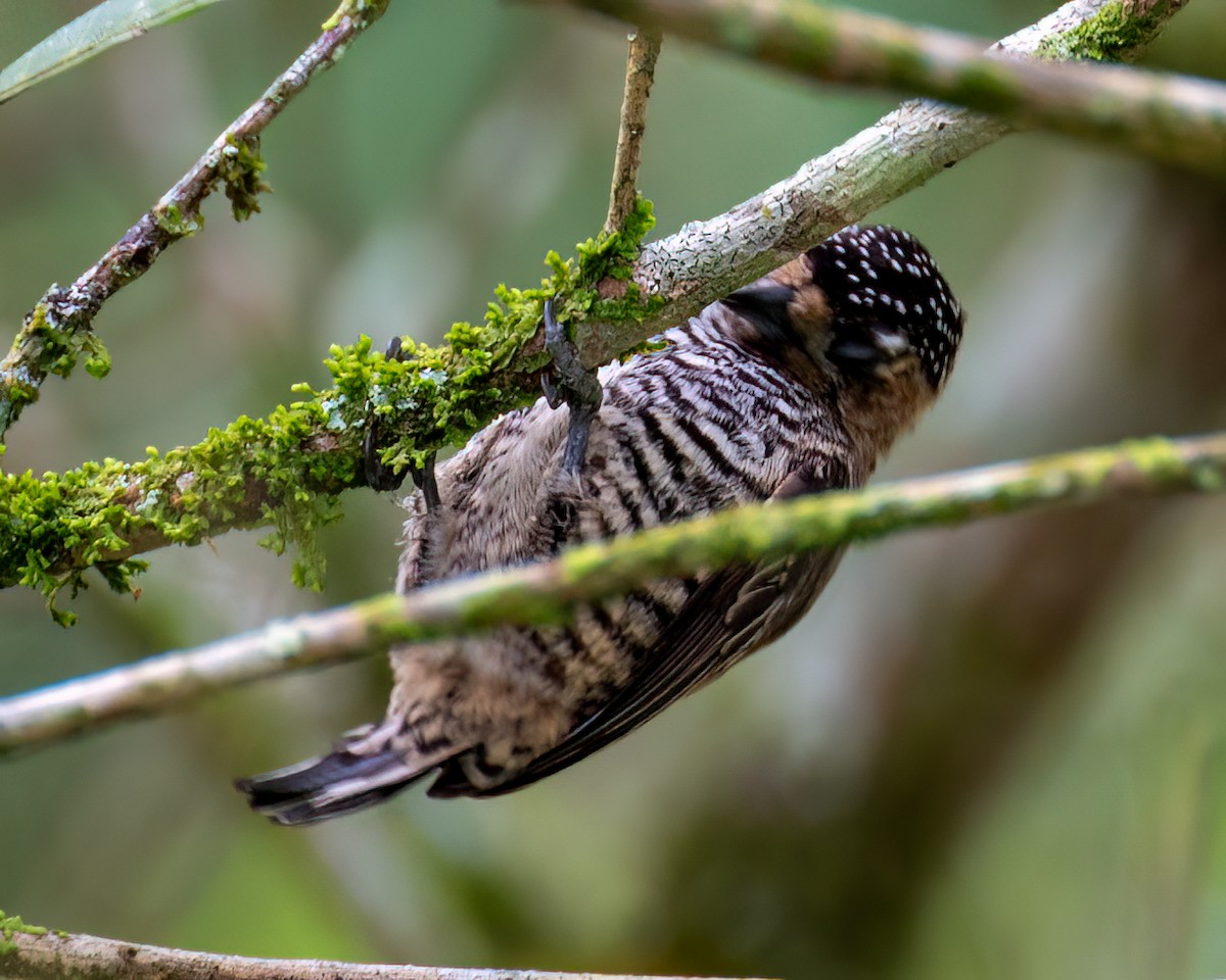 White-barred Piculet - ML622097454