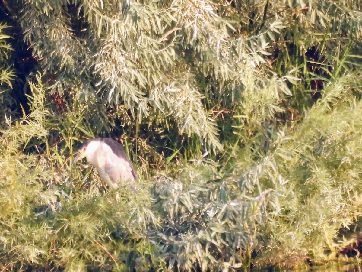 Black-crowned Night Heron - ML622097468