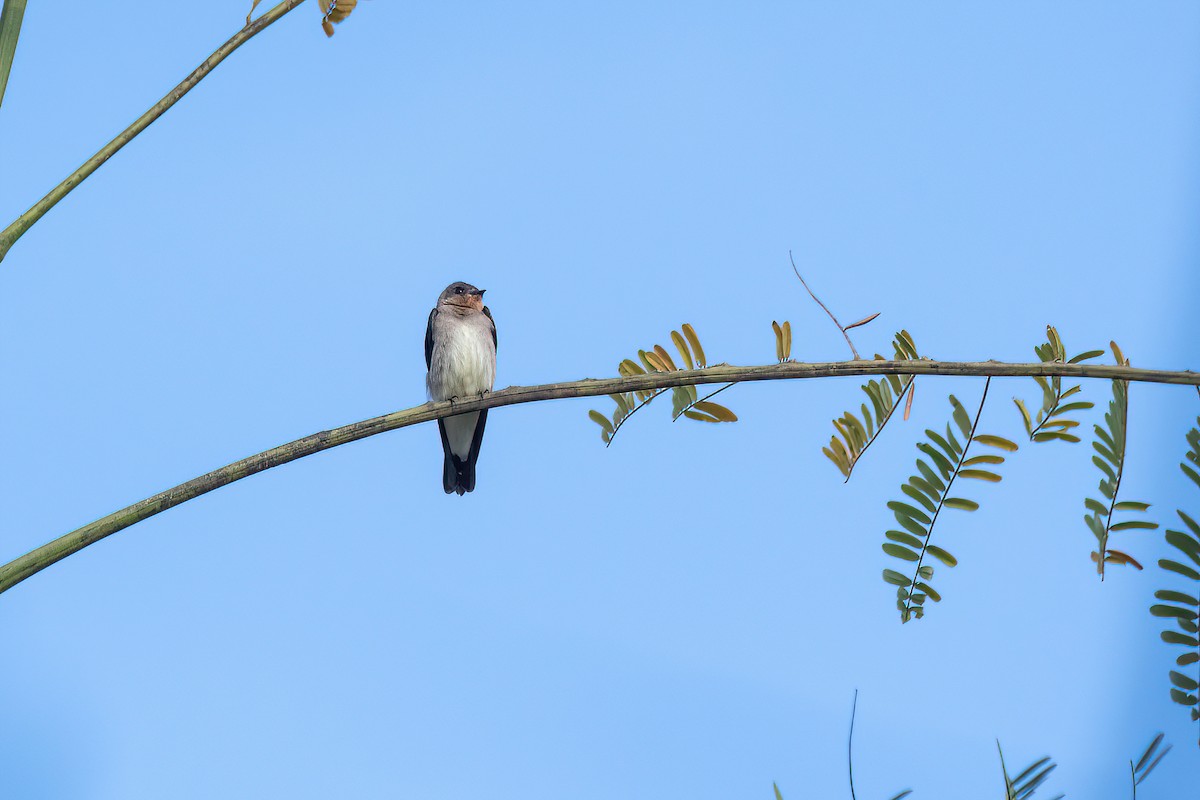 Southern Rough-winged Swallow - ML622097471