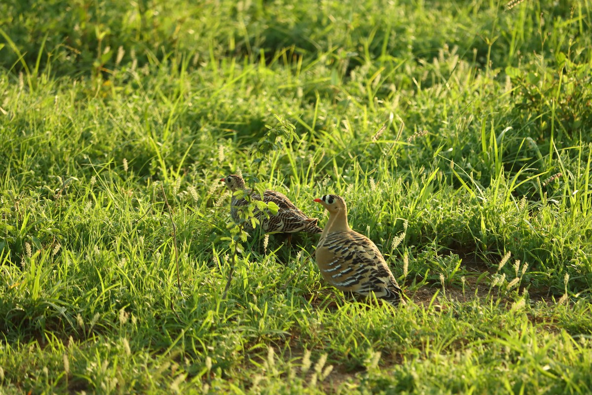 Painted Sandgrouse - ML622097475