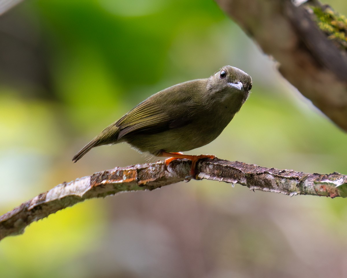 White-bearded Manakin - ML622097481