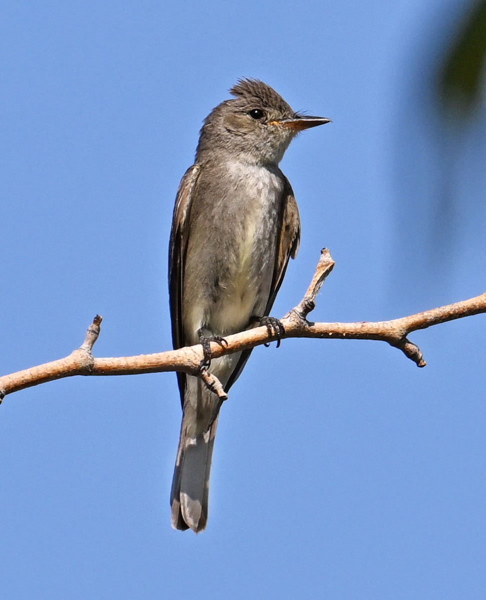 Greater Pewee - ML622097487