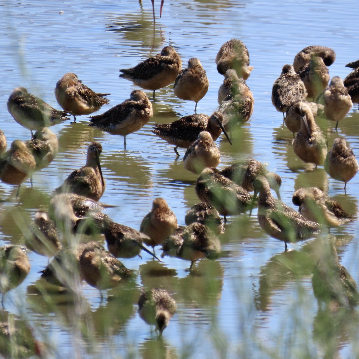 Long-billed Dowitcher - ML622097488