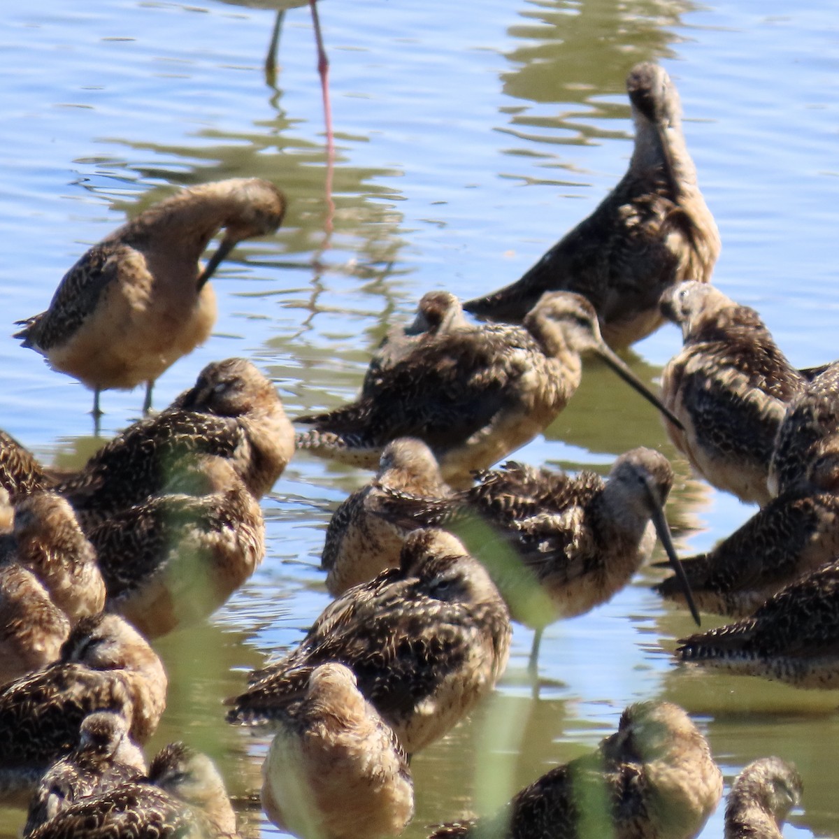 Long-billed Dowitcher - ML622097489