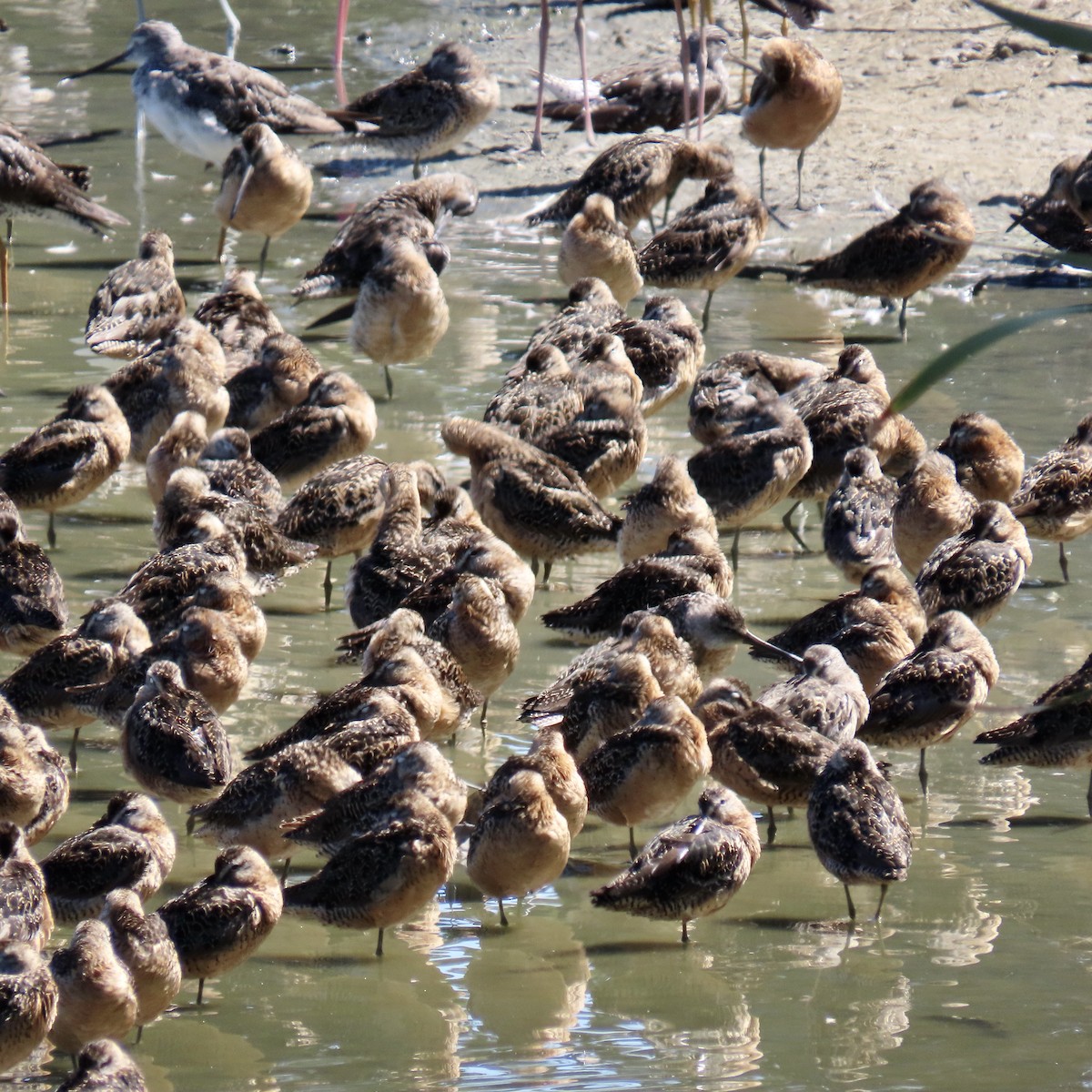 Long-billed Dowitcher - ML622097490