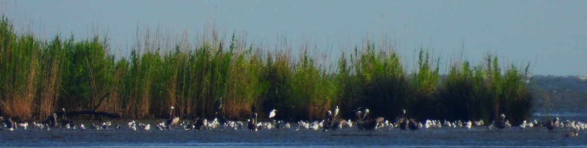 Brown Pelican - ML622097492