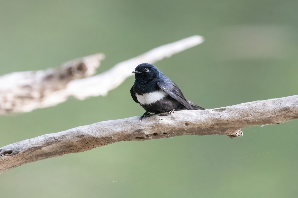 White-banded Swallow - ML622097493