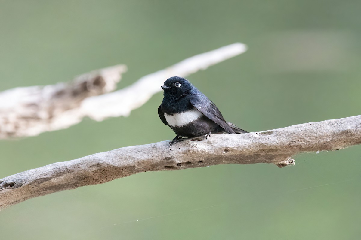 White-banded Swallow - Raphael Kurz -  Aves do Sul