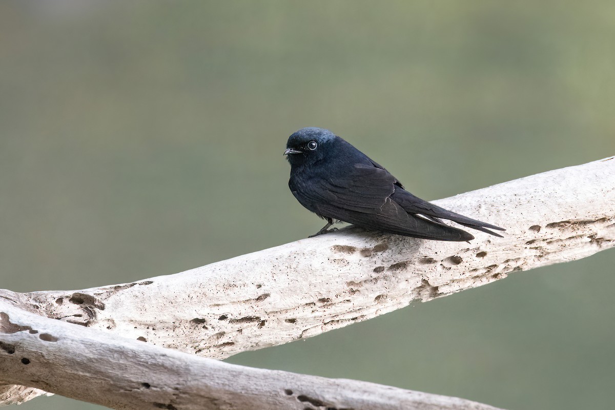 White-banded Swallow - ML622097494
