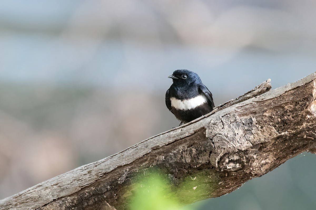 White-banded Swallow - ML622097495