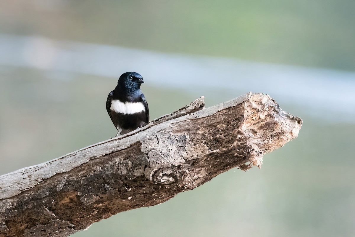 White-banded Swallow - ML622097496