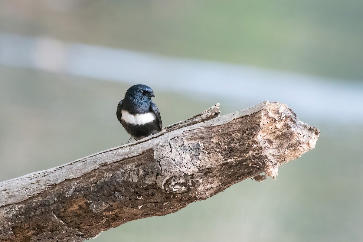 White-banded Swallow - ML622097497
