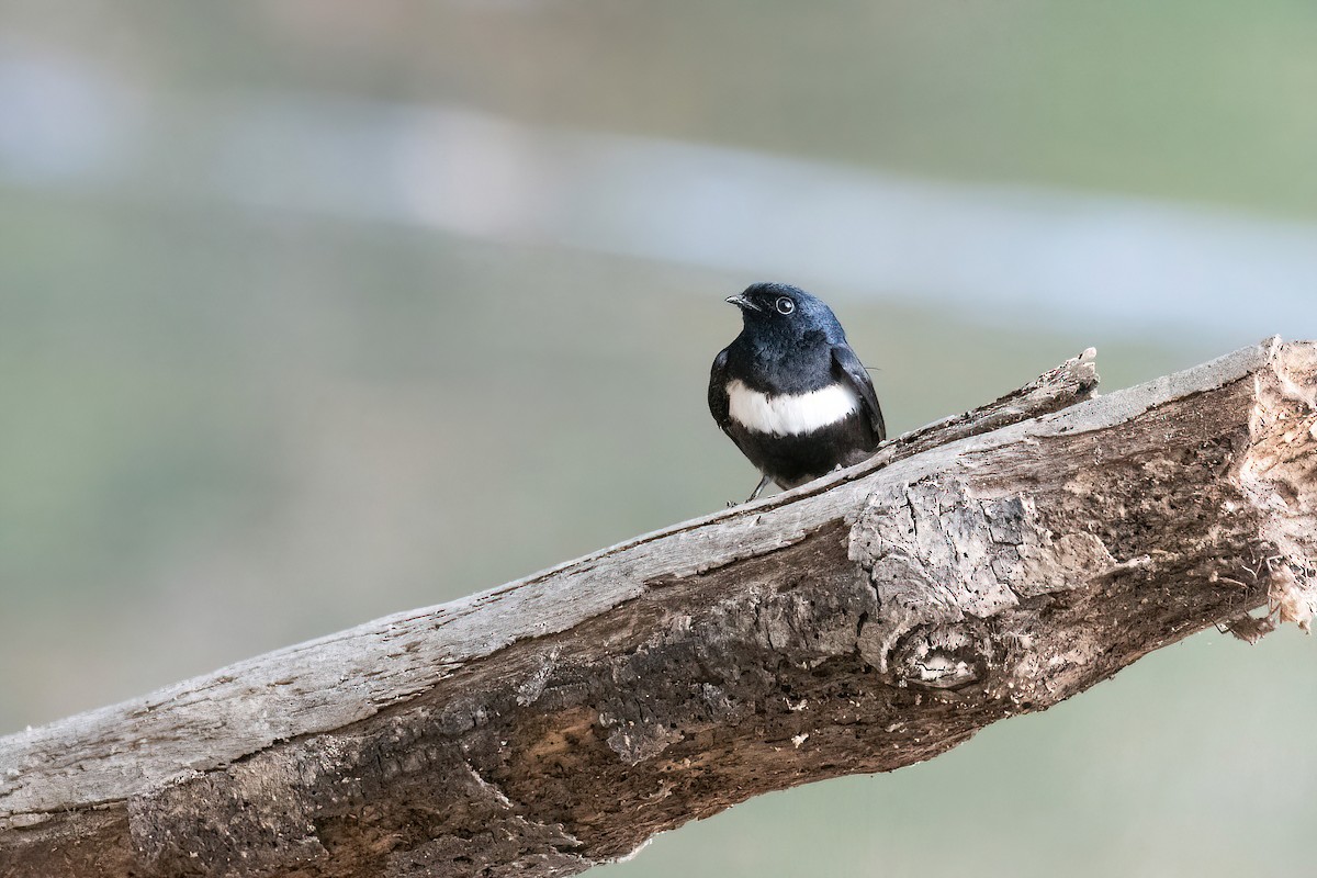 White-banded Swallow - ML622097498
