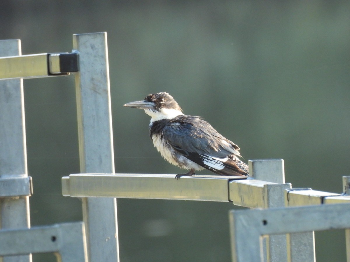 Belted Kingfisher - ML622097500