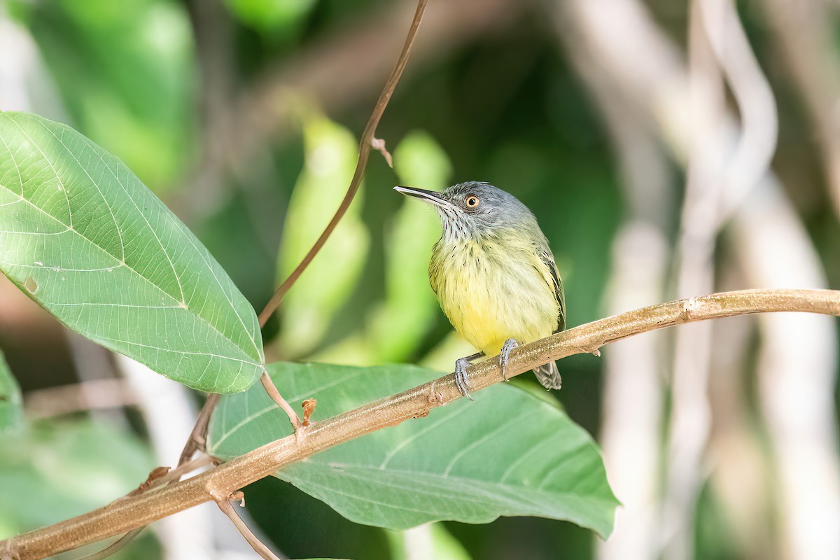 Spotted Tody-Flycatcher - ML622097502