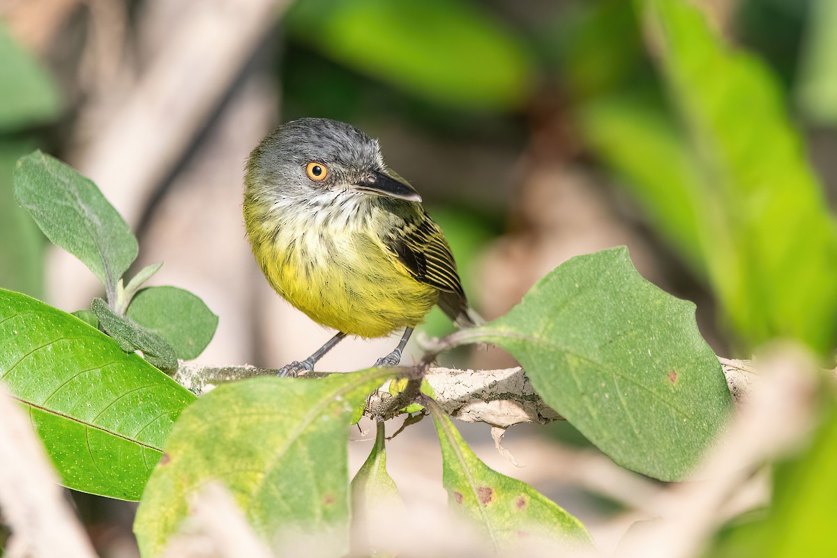 Spotted Tody-Flycatcher - ML622097503