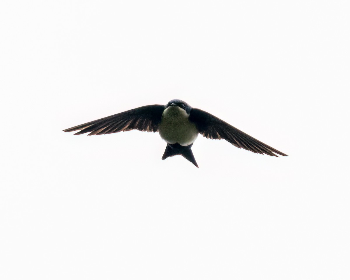 Blue-and-white Swallow - Victor Pássaro