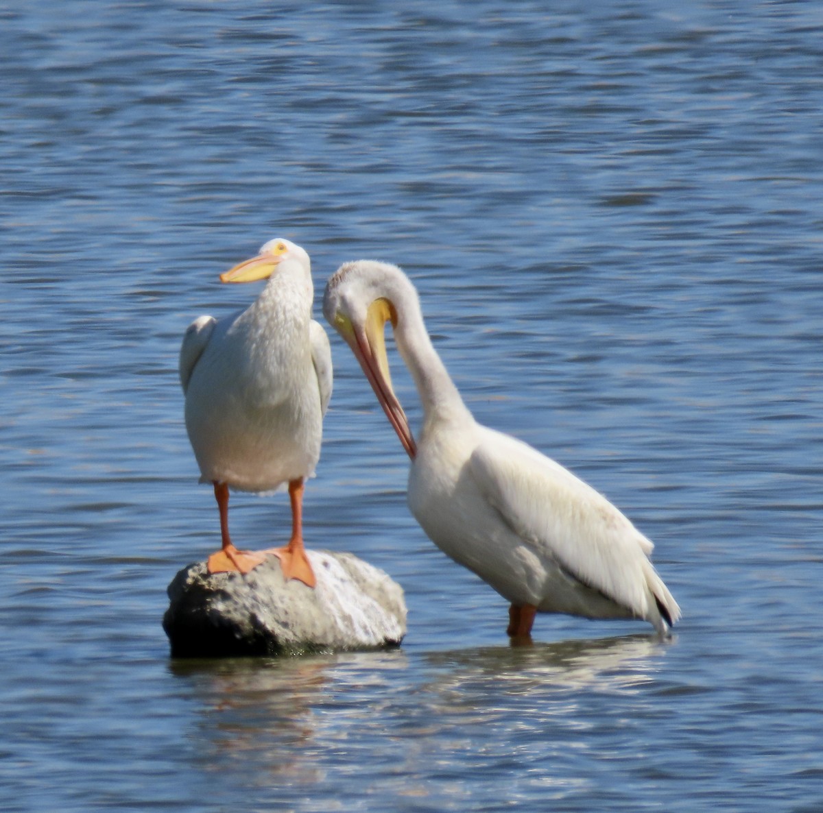 American White Pelican - ML622097505