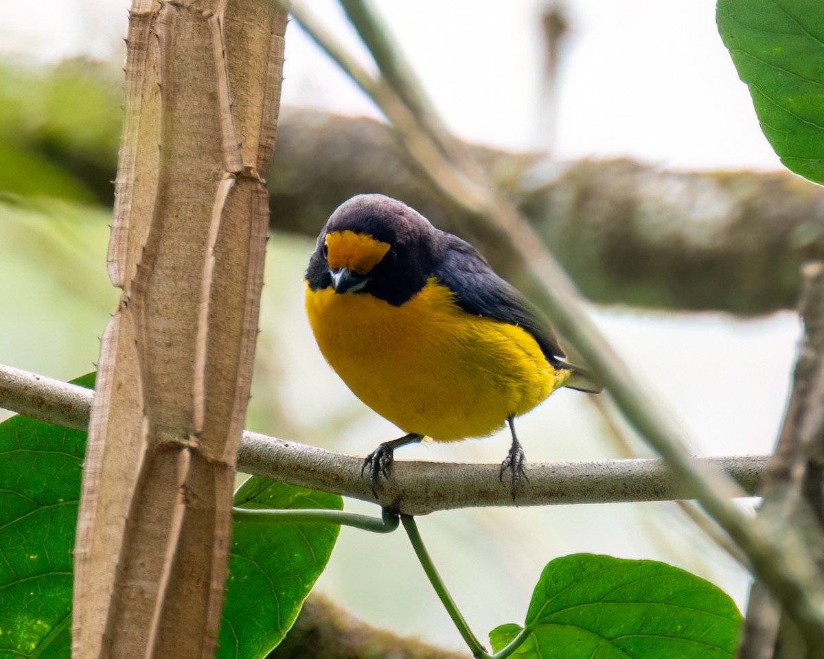 Violaceous Euphonia - ML622097507