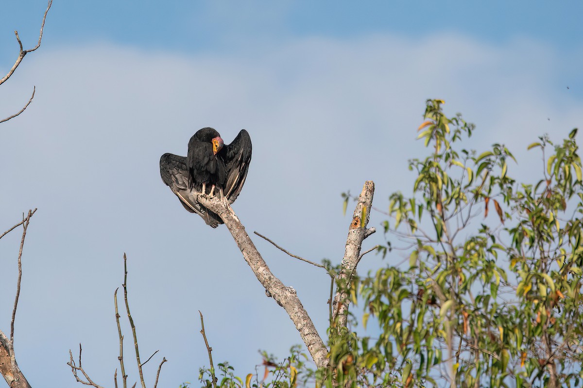 Greater Yellow-headed Vulture - ML622097508