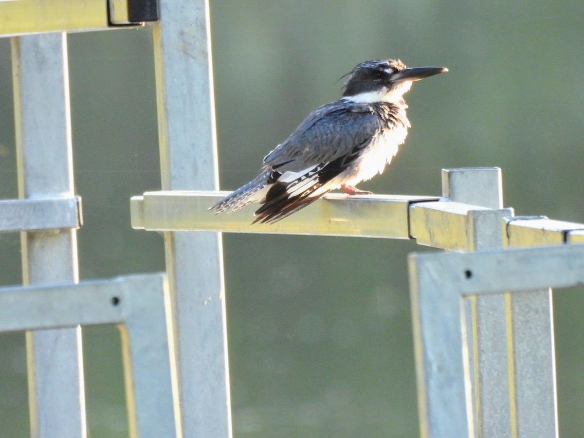 Belted Kingfisher - patricia kuzma sell