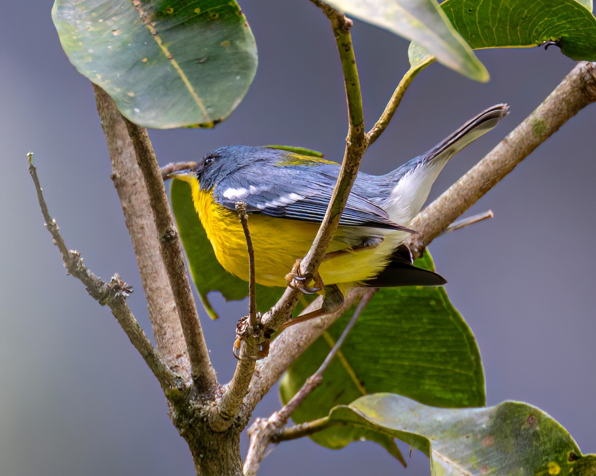 Tropical Parula - ML622097511