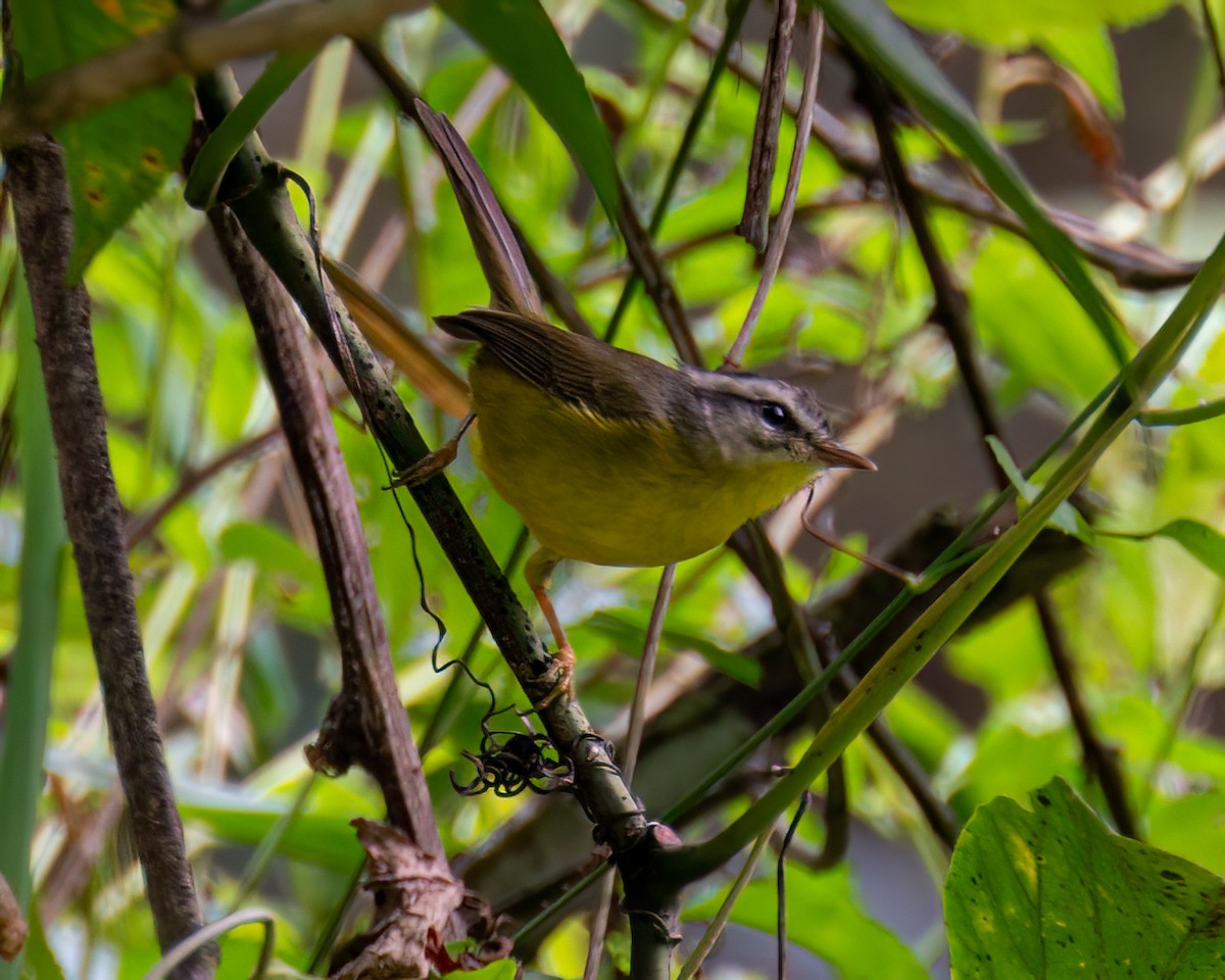 Golden-crowned Warbler - Victor Pássaro