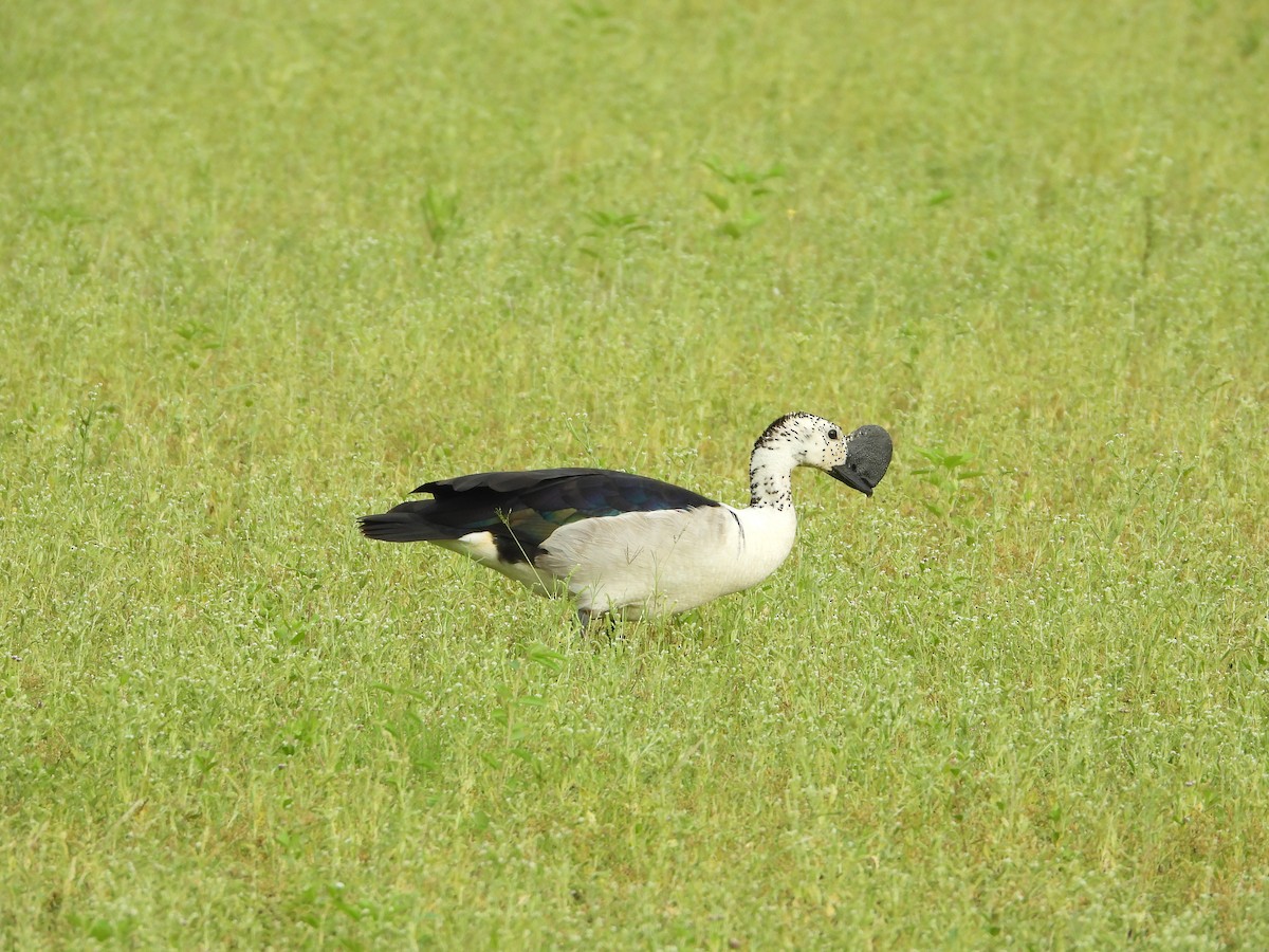 Knob-billed Duck - ML622097514