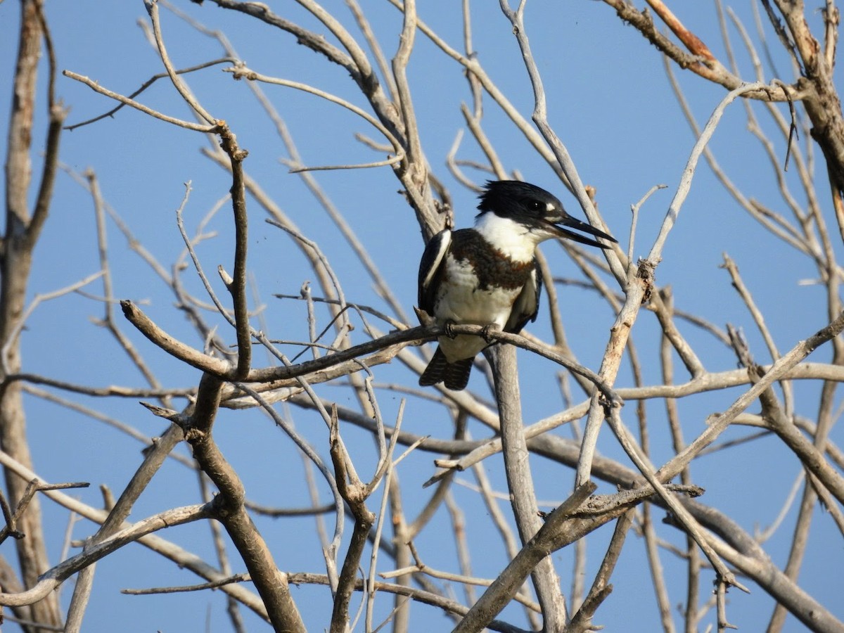 Belted Kingfisher - patricia kuzma sell