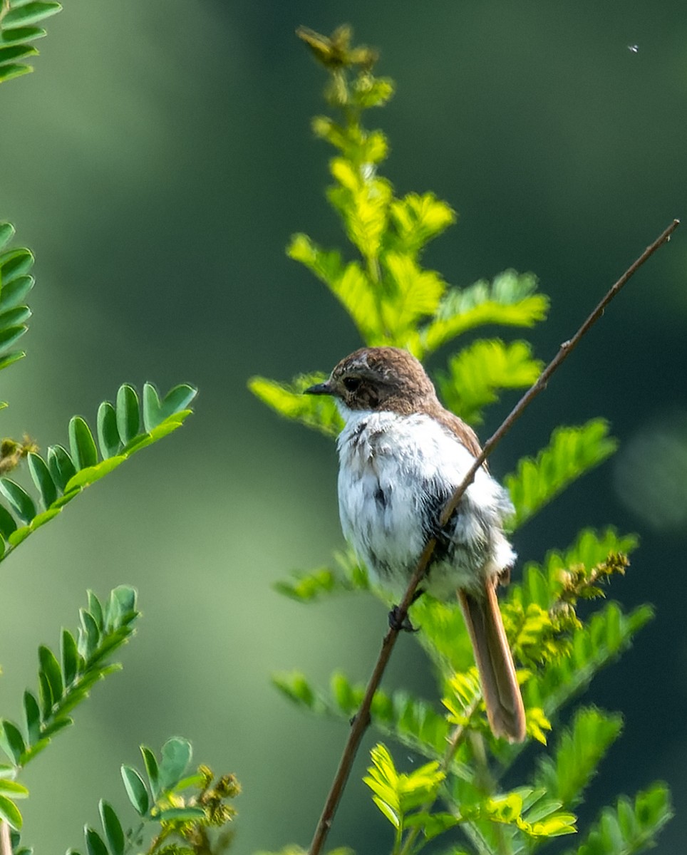 Gray Bushchat - ML622097526