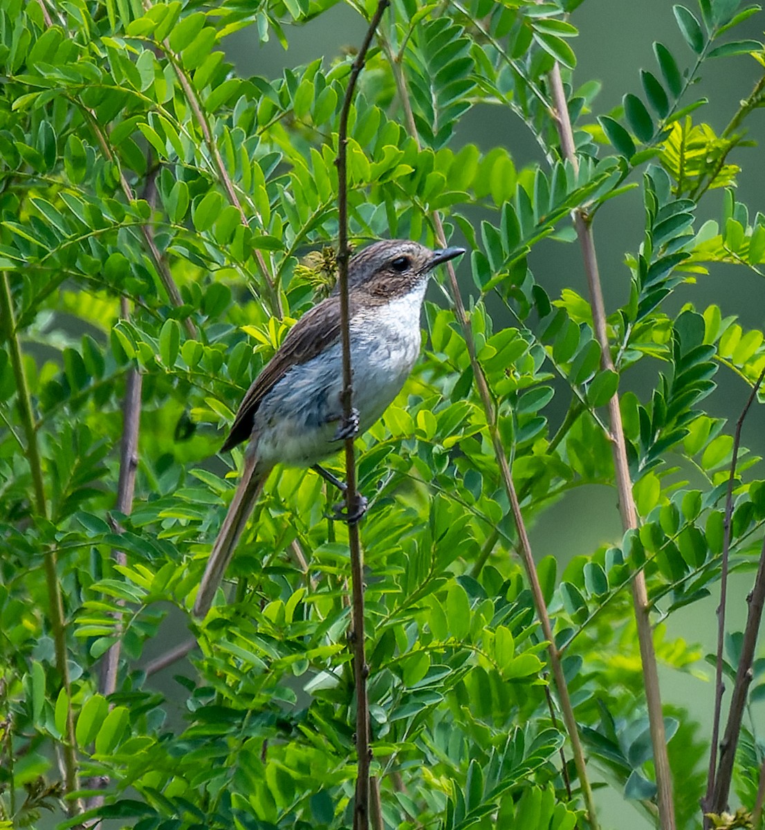 Gray Bushchat - ML622097527