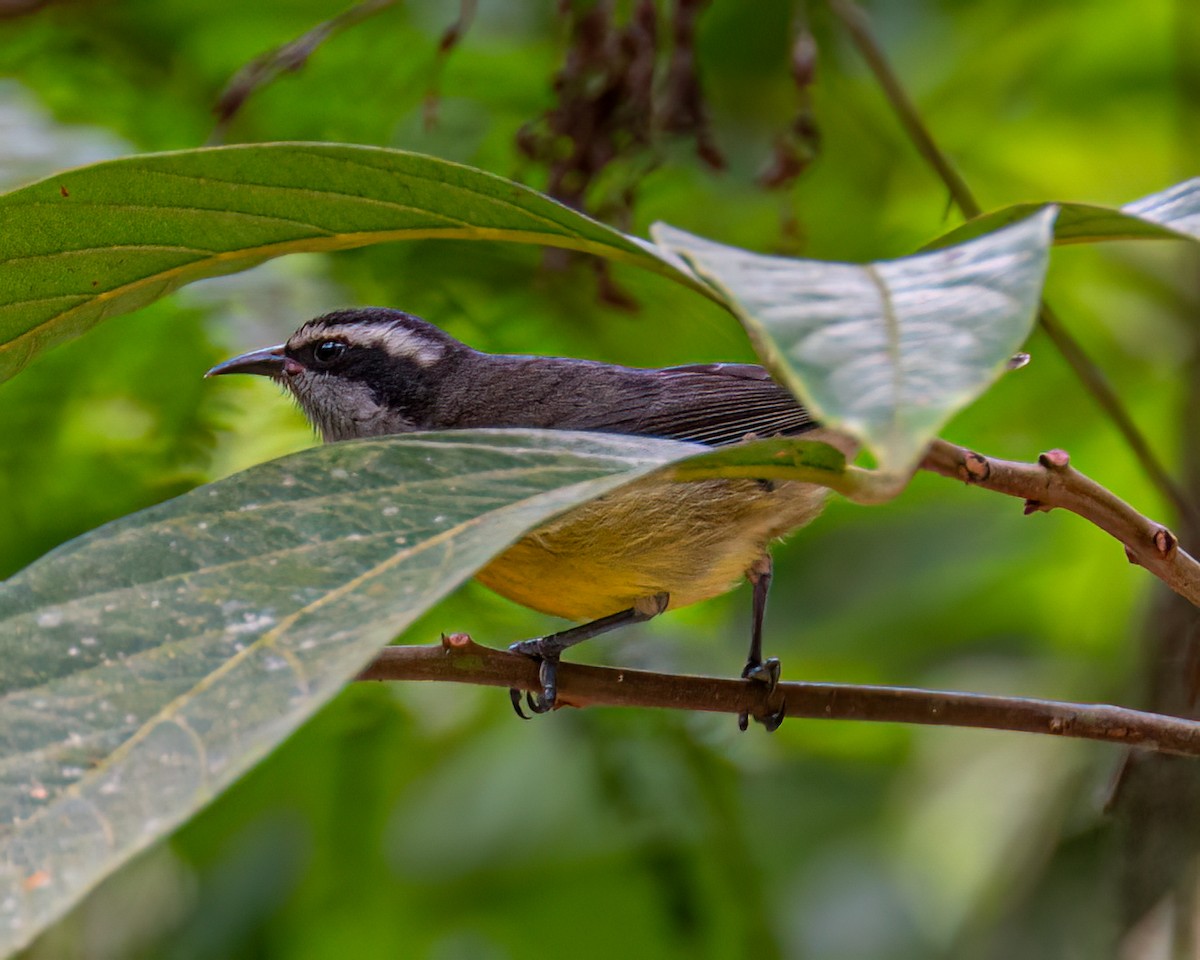 Bananaquit - ML622097528