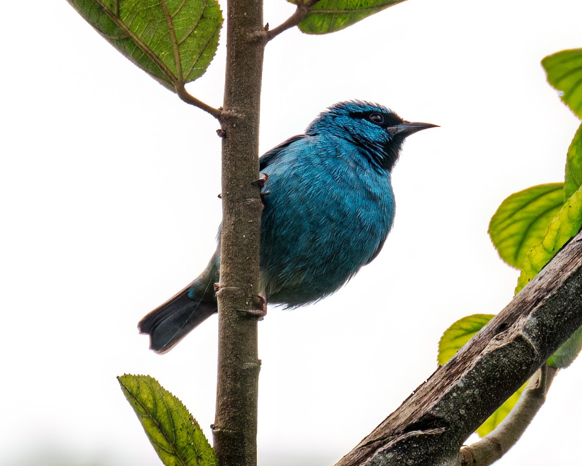 Blue Dacnis - ML622097582