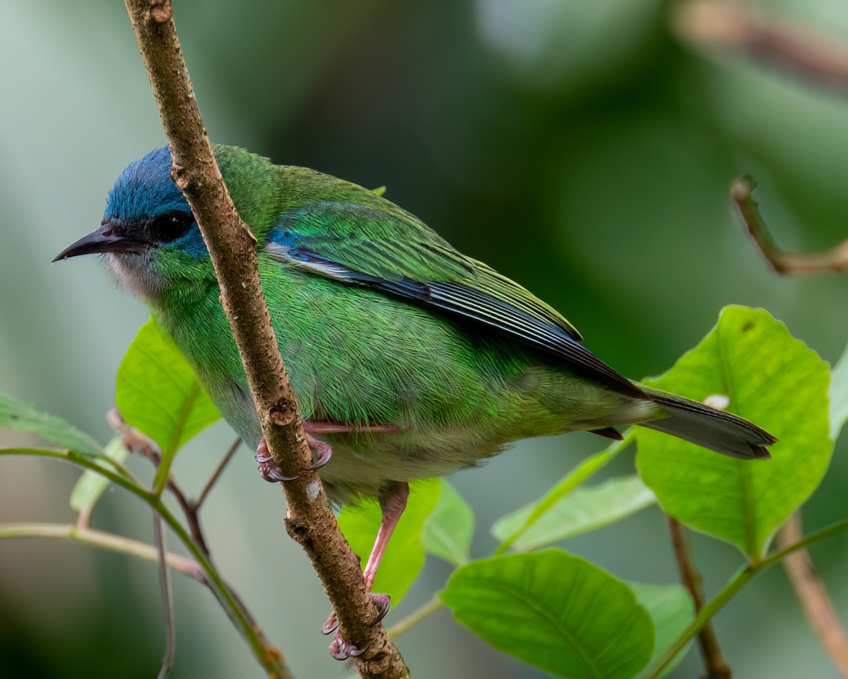 Blue Dacnis - ML622097583