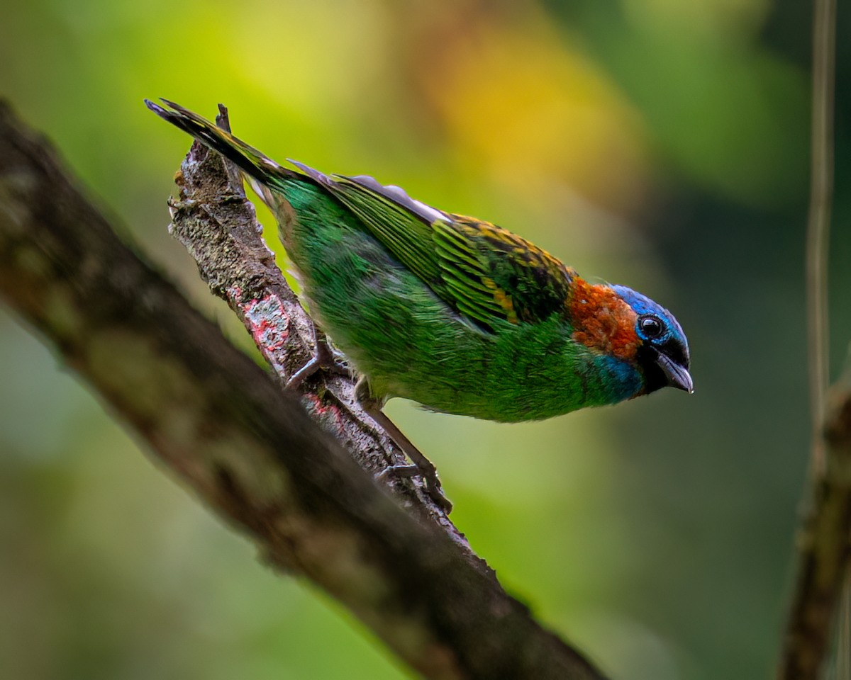 Red-necked Tanager - ML622097587