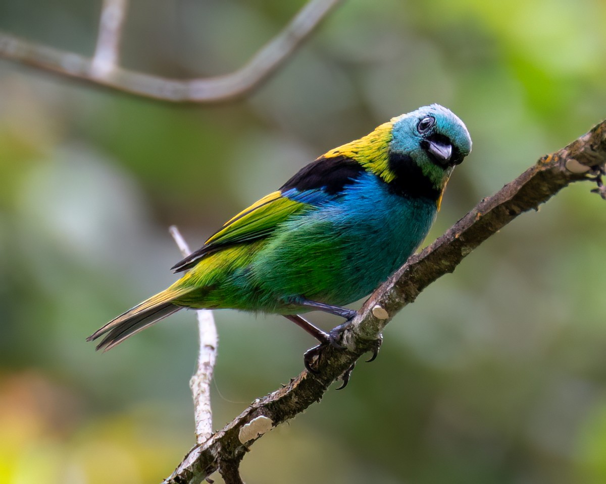 Green-headed Tanager - ML622097589