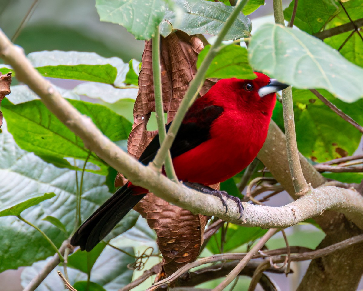 Brazilian Tanager - ML622097600