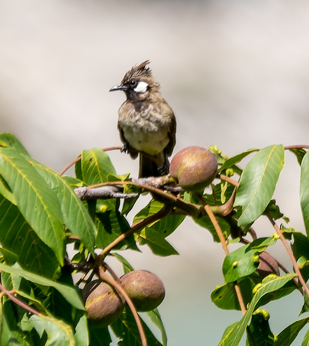 Himalayan Bulbul - ML622097607