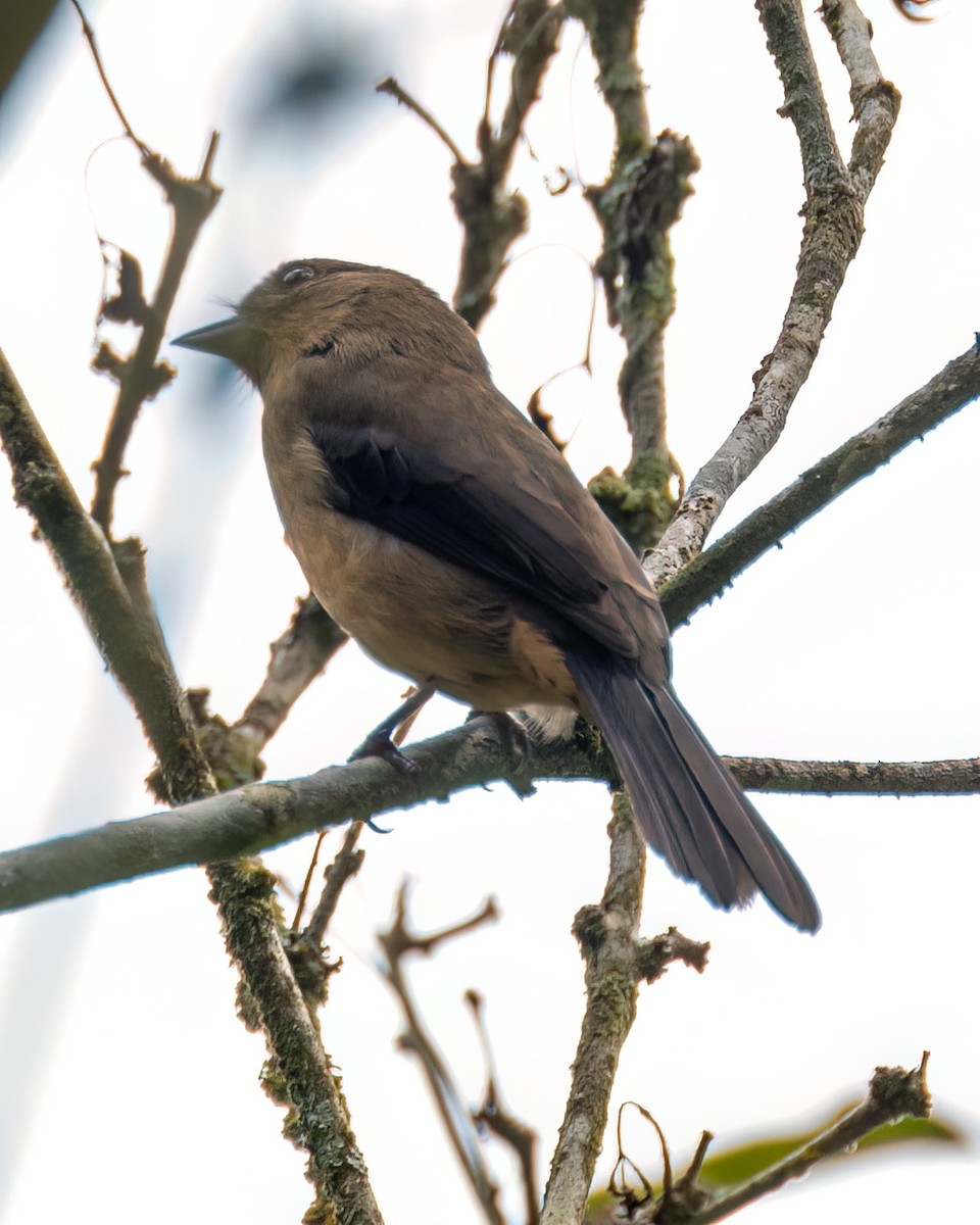 Black-goggled Tanager - ML622097612