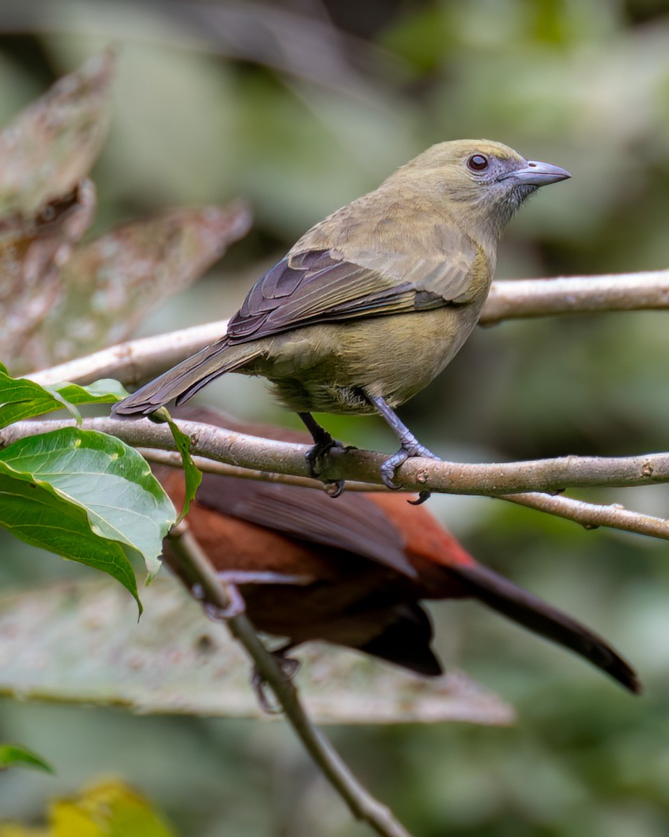 Palm Tanager - ML622097618