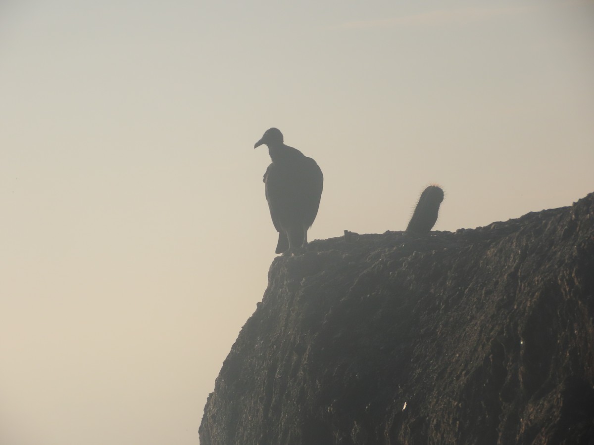 Black Vulture - ML622097658