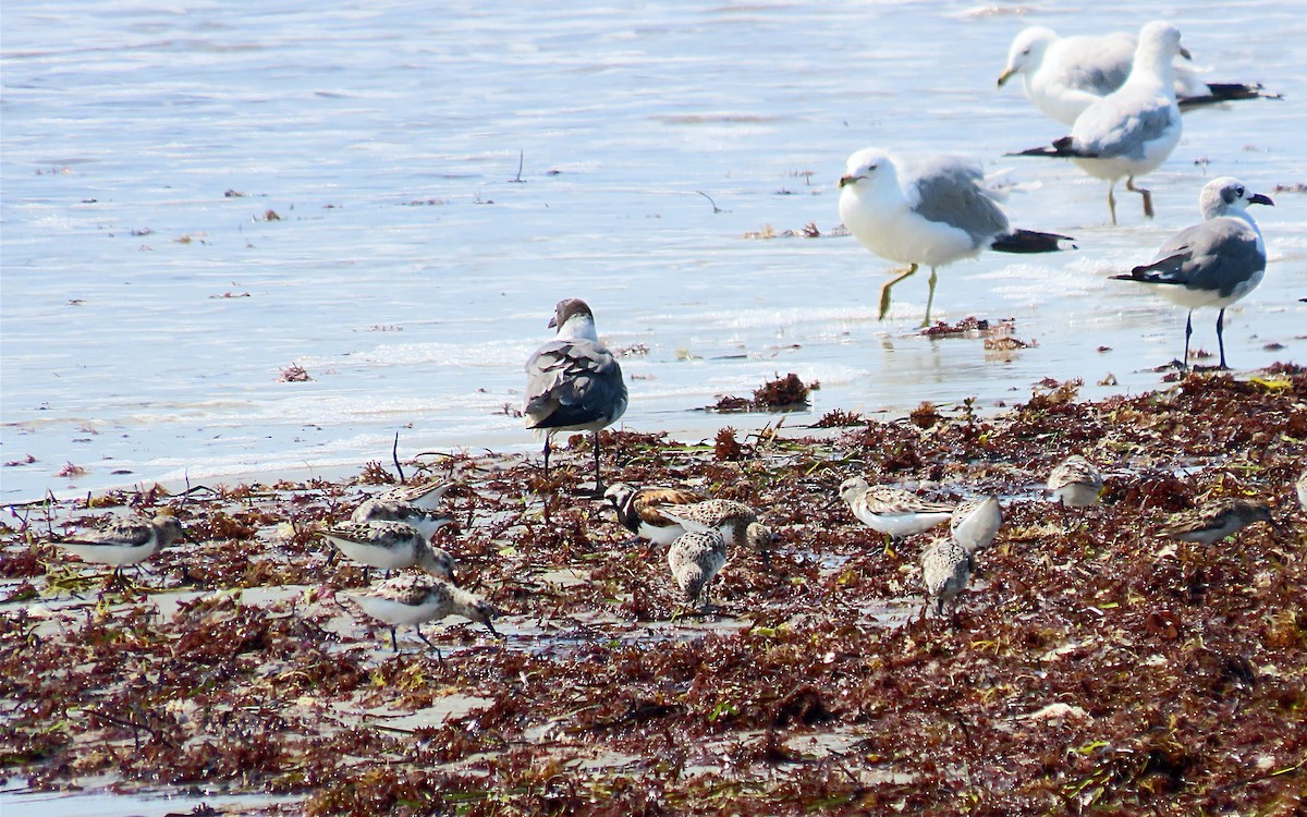 Sanderling - ML622097659