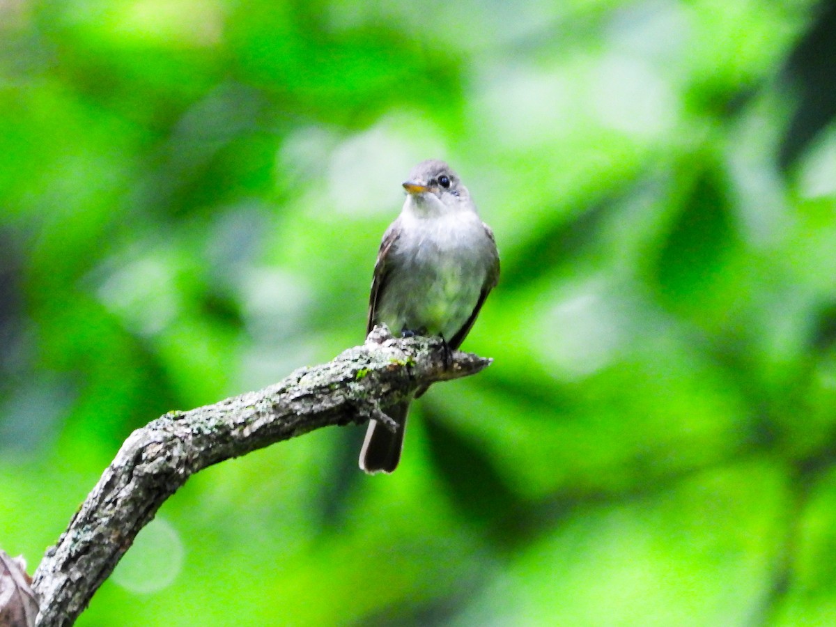 Eastern Wood-Pewee - ML622097661