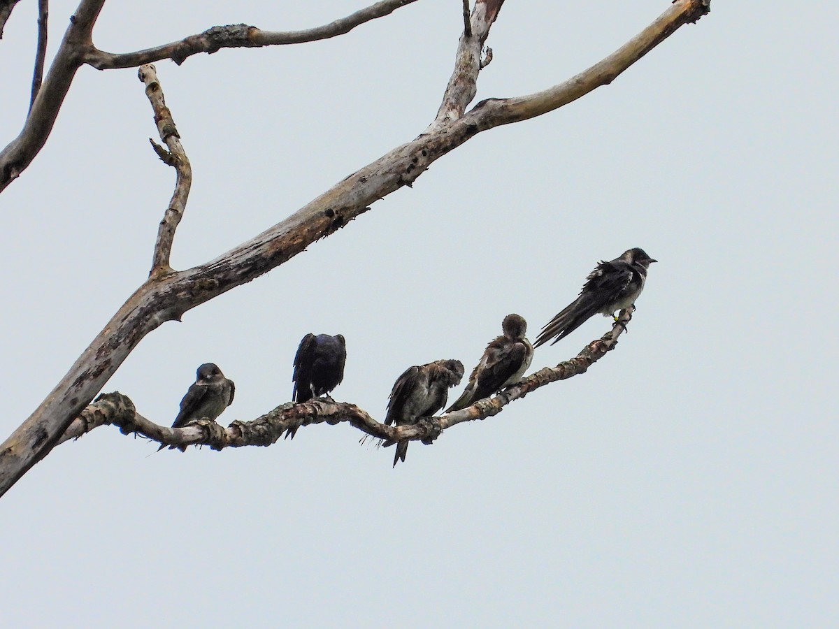 Purple Martin - ML622097669