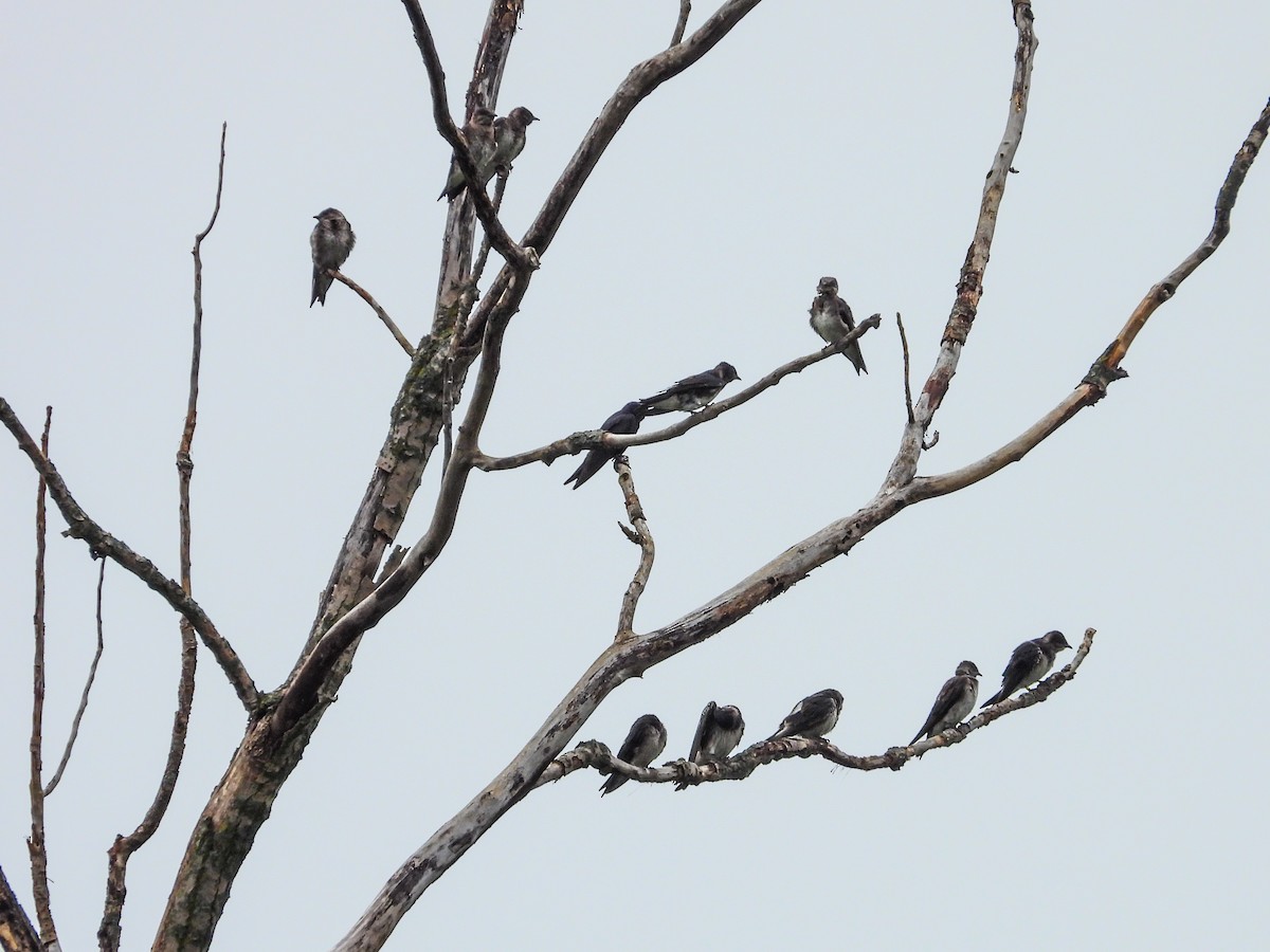 Purple Martin - ML622097670